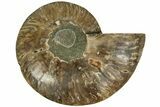 Cut & Polished Ammonite Fossil (Half) - Madagascar #212886-1